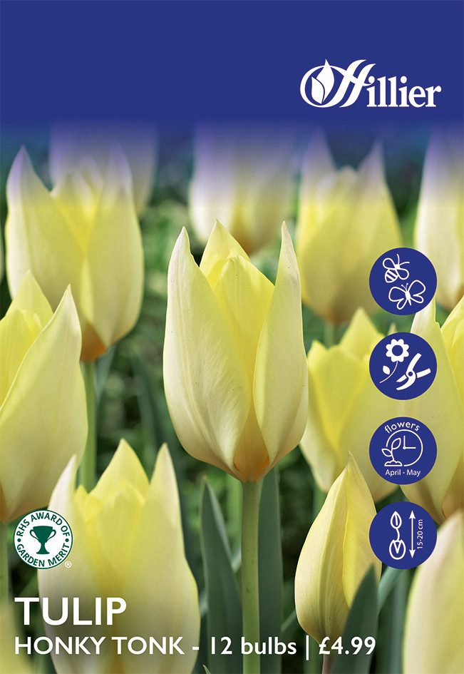 8718641999691 1 Tulip Honky Tonk Bulbs.jpg